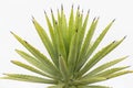 Agave decipiens with Shape Points of the leaves Closeup. Selective focus Royalty Free Stock Photo