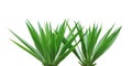 Agave Desert Plants Isolated on White Background with Clipping Path Royalty Free Stock Photo