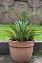 Agave desmettiana green leaves with yellow edges plant in a concrete pot Royalty Free Stock Photo