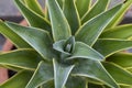 Agave desmettiana high angle view Royalty Free Stock Photo