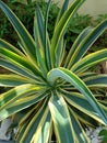 Agave Desmettiana Plant Close up photo shoot in a garden. Spike Green flower plant Royalty Free Stock Photo