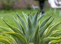 Agave desmettiana smooth century plant selective focus Royalty Free Stock Photo