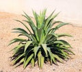 Agave desmettiana or Smooth Agave in xeriscaped yard, close up Royalty Free Stock Photo