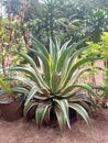 Agave Desmettiana Variegata Royalty Free Stock Photo