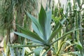 Agave desmettiana Variegata, a Succulent plant in Hong Kong Botanical Garden Royalty Free Stock Photo