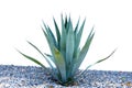 Agave desmettiana 'Variegata', Variegated Smooth Agave Plant Isolated on White Background Royalty Free Stock Photo