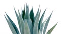 Agave desmettiana 'Variegata', Variegated Smooth Agave Plant Isolated on White Background Royalty Free Stock Photo
