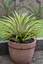 Agave desmettiana variegated in a cement pot Royalty Free Stock Photo