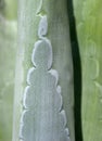 Agave detail Royalty Free Stock Photo