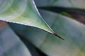 Agave fernandi regis. Succulent cactus plant, long smooth leaf and sharp prickle