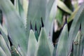 Agave fernandi regis. Succulent, cactus plant long smooth leaves, sharp prickles