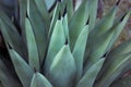 Agave fernandi succulent cactus plant long smooth leaves, sharp black prickles.