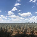 An agave field in Arandas, Mexico Royalty Free Stock Photo