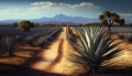 Agave Field in South America. Raw materials for the production of tequila and cosmetics