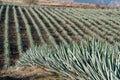 Agave field in Tequila (Mexico) Royalty Free Stock Photo