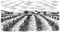 Agave field. Vintage retro landscape. Harvesting for tequila making. Engraved hand drawn sketch. Woodcut style. Vector