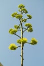 Agave flower Royalty Free Stock Photo