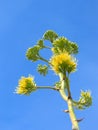 Agave flower Royalty Free Stock Photo