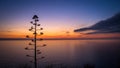 Agave flower against the beautiful sunset Royalty Free Stock Photo