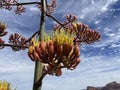 Agave Flower Blooms in High Desert (Agave parryi) Royalty Free Stock Photo