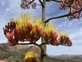 Agave Flower Blooms in High Desert (Agave parryi) Close-Up Royalty Free Stock Photo