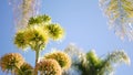 Agave flower, century or sentry plant bloom blossom or inflorescence. California Royalty Free Stock Photo