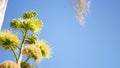 Agave flower, century or sentry plant bloom blossom or inflorescence. California Royalty Free Stock Photo