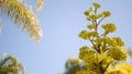 Agave flower, century or sentry plant bloom blossom or inflorescence. California Royalty Free Stock Photo