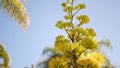 Agave flower, century or sentry plant bloom blossom or inflorescence. California Royalty Free Stock Photo