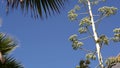 Agave flower, century or sentry plant bloom blossom or inflorescence. California Royalty Free Stock Photo