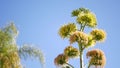 Agave flower, century or sentry plant bloom blossom or inflorescence. California Royalty Free Stock Photo