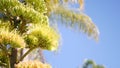 Agave flower, century or sentry plant bloom blossom or inflorescence. California Royalty Free Stock Photo