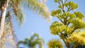 Agave flower, century or sentry plant bloom blossom or inflorescence. California Royalty Free Stock Photo