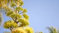 Agave flower, century or sentry plant bloom blossom or inflorescence. California Royalty Free Stock Photo