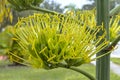 Agave Flower Head, Closeup