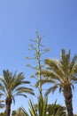 Agave flower and phonix dactylifera palm trees Royalty Free Stock Photo