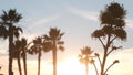 Agave flower silhouette, century plant blossom. Sunset palm trees, California.