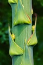 Agave Flower buds On Stem Closeup