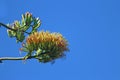 Agave flowers and buds