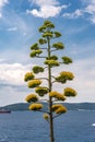 Agave flowers on a high peduncle. Agave flowers against the background of the sea and blue sky with white clouds. Royalty Free Stock Photo