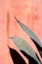 Agave Fronds and Wall Royalty Free Stock Photo