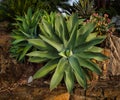 The agave genus includes more than 200 species