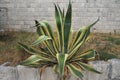 Agave is a genus of monocots native to the hot and arid regions of the Americas and the Caribbean. Succulent and Royalty Free Stock Photo