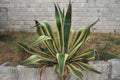 Agave is a genus of monocots native to the hot and arid regions of the Americas and the Caribbean. Succulent and