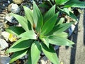 a close up of agave the rare plant Royalty Free Stock Photo