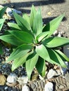 close up exotic agave attenuata plant Royalty Free Stock Photo