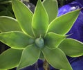 Argave succulent close up
