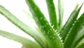 Agave green plant isolated on white background close-up Royalty Free Stock Photo