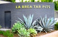 Agave growing at the La Brea Tar Pits Royalty Free Stock Photo