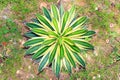 Agave horrida Royalty Free Stock Photo